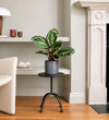 Rose Painted Calathea