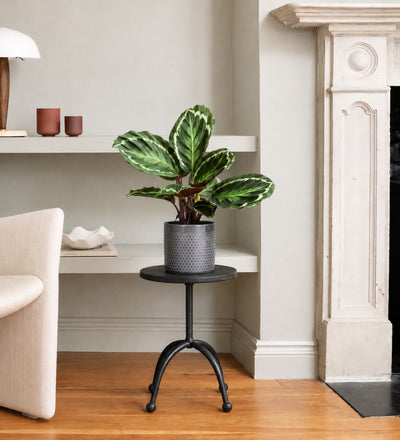 Rose Painted Calathea