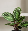 Rose Painted Calathea