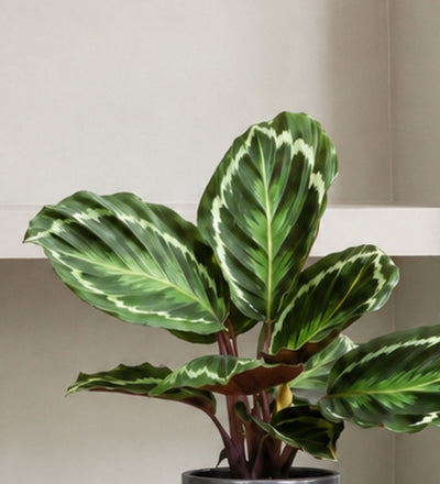 Rose Painted Calathea