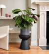 Rose Painted Calathea