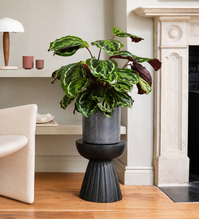 Rose Painted Calathea