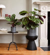 Rose Painted Calathea
