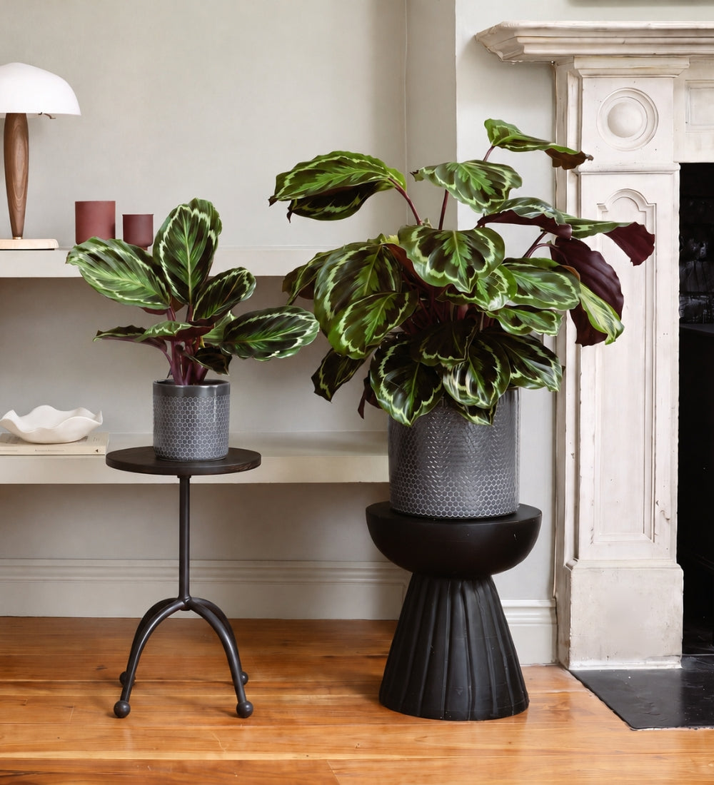 Rose Painted Calathea