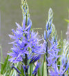 Camas Bulbs