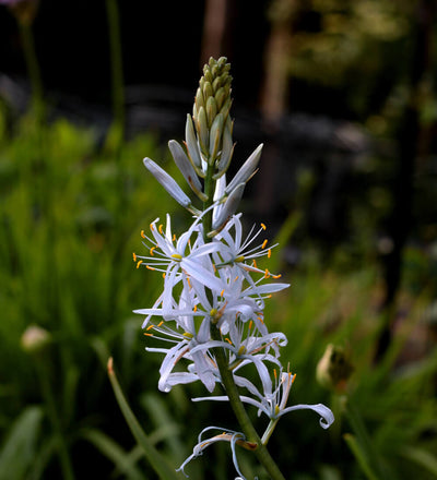Camassia Cusickii Bulbs
