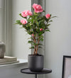 Pink Camellia