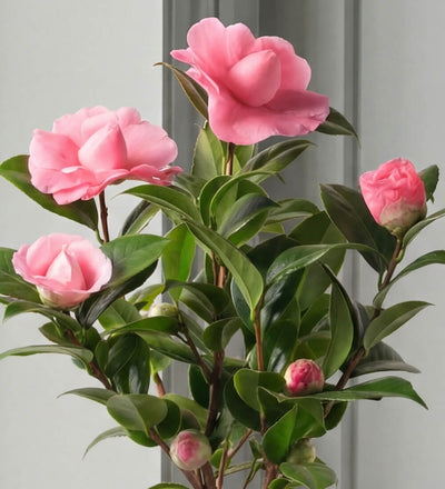 Pink Camellia
