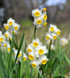 Narcissus Canaliculatus Bulbs
