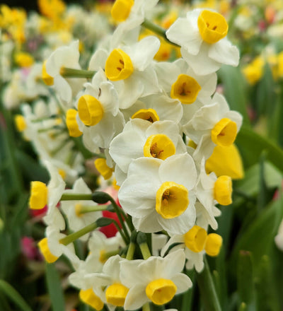 Narcissus Canaliculatus Bulbs