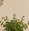 Trio of Small Catnip