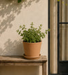 Trio of Small Catnip