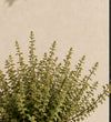 Catnip