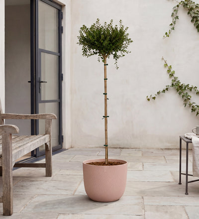 Ceanothus Tree