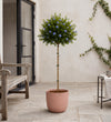 Ceanothus Tree