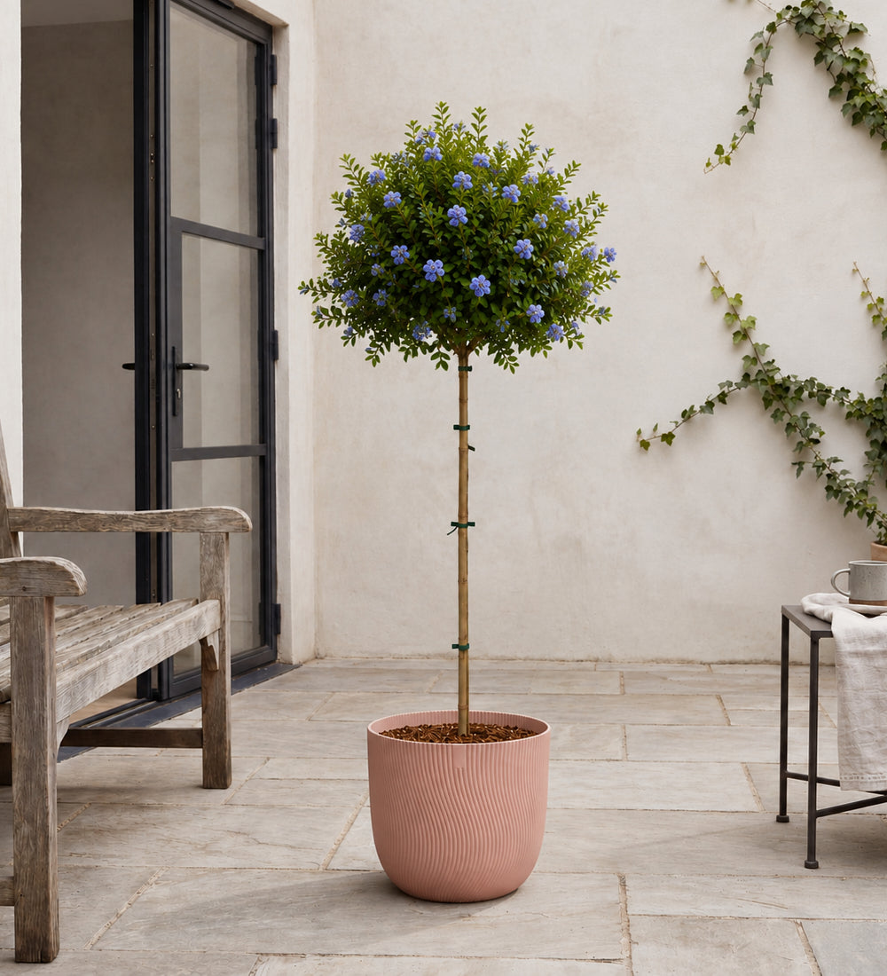 Ceanothus Tree