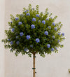 Ceanothus Tree