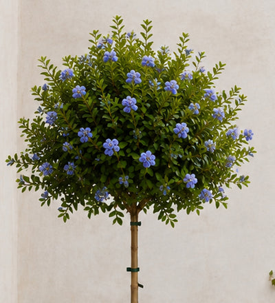 Ceanothus Tree
