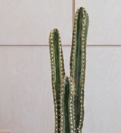 Artificial Cereus Cactus