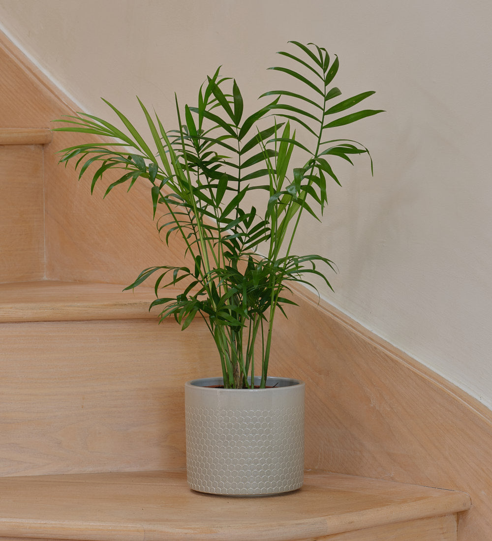 Parlour Palm