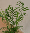 Parlour Palm