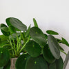 Chinese Money Plant & Pot