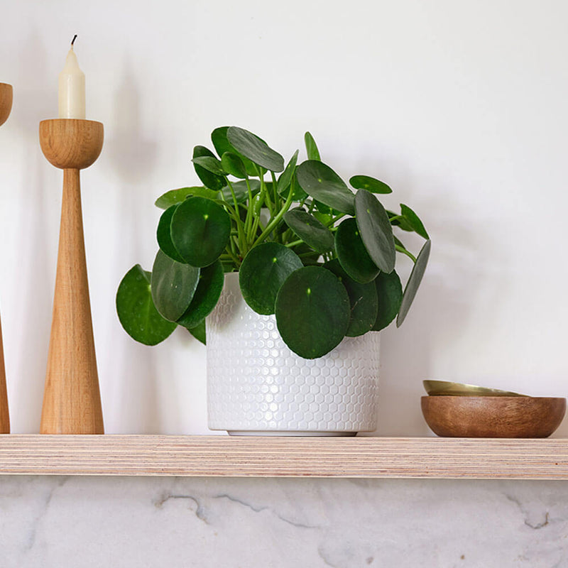 Chinese Money Plant & Pot