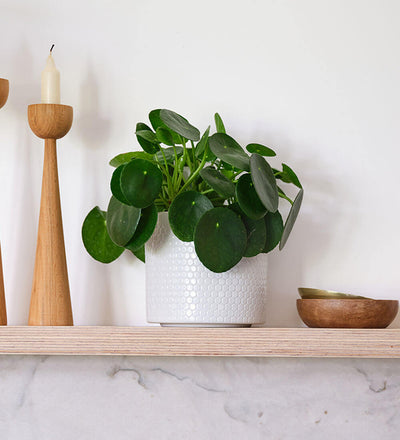 Chinese Money Plant & Pot