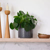Chinese Money Plant & Pot