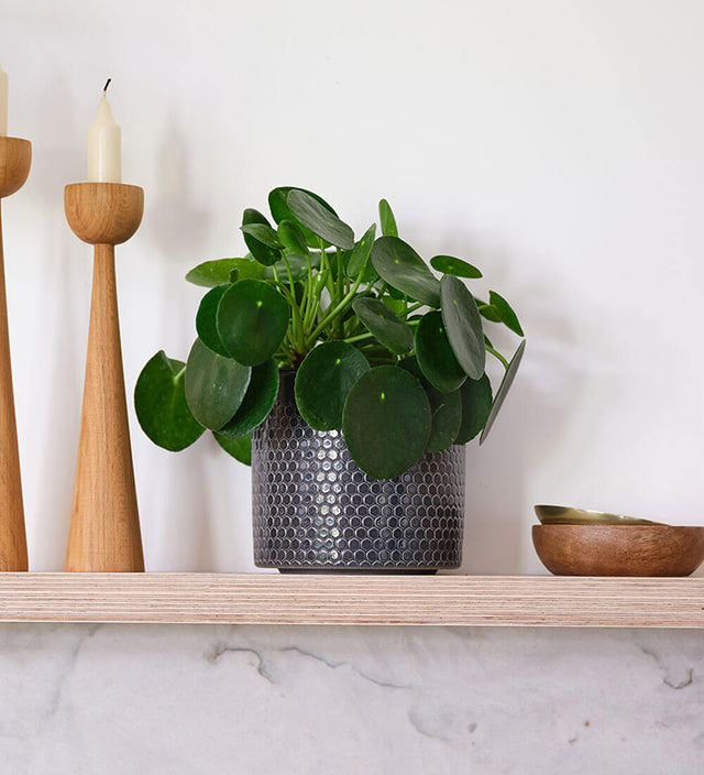 Chinese Money Plant & Pot