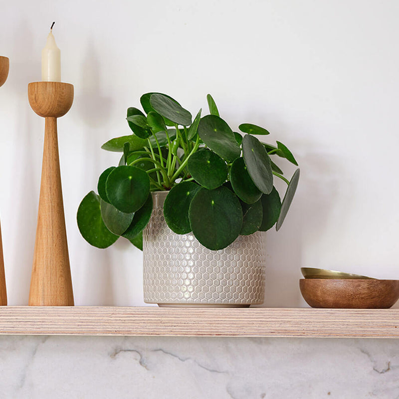 Chinese Money Plant & Pot