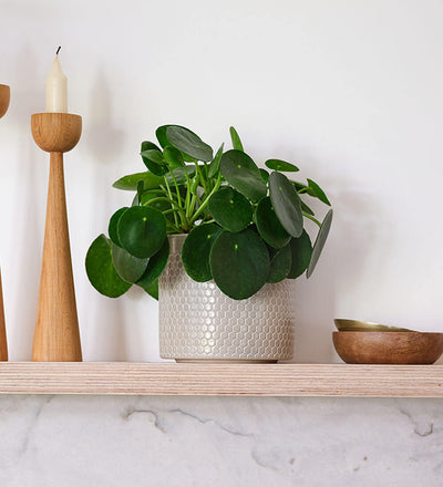 Chinese Money Plant & Pot