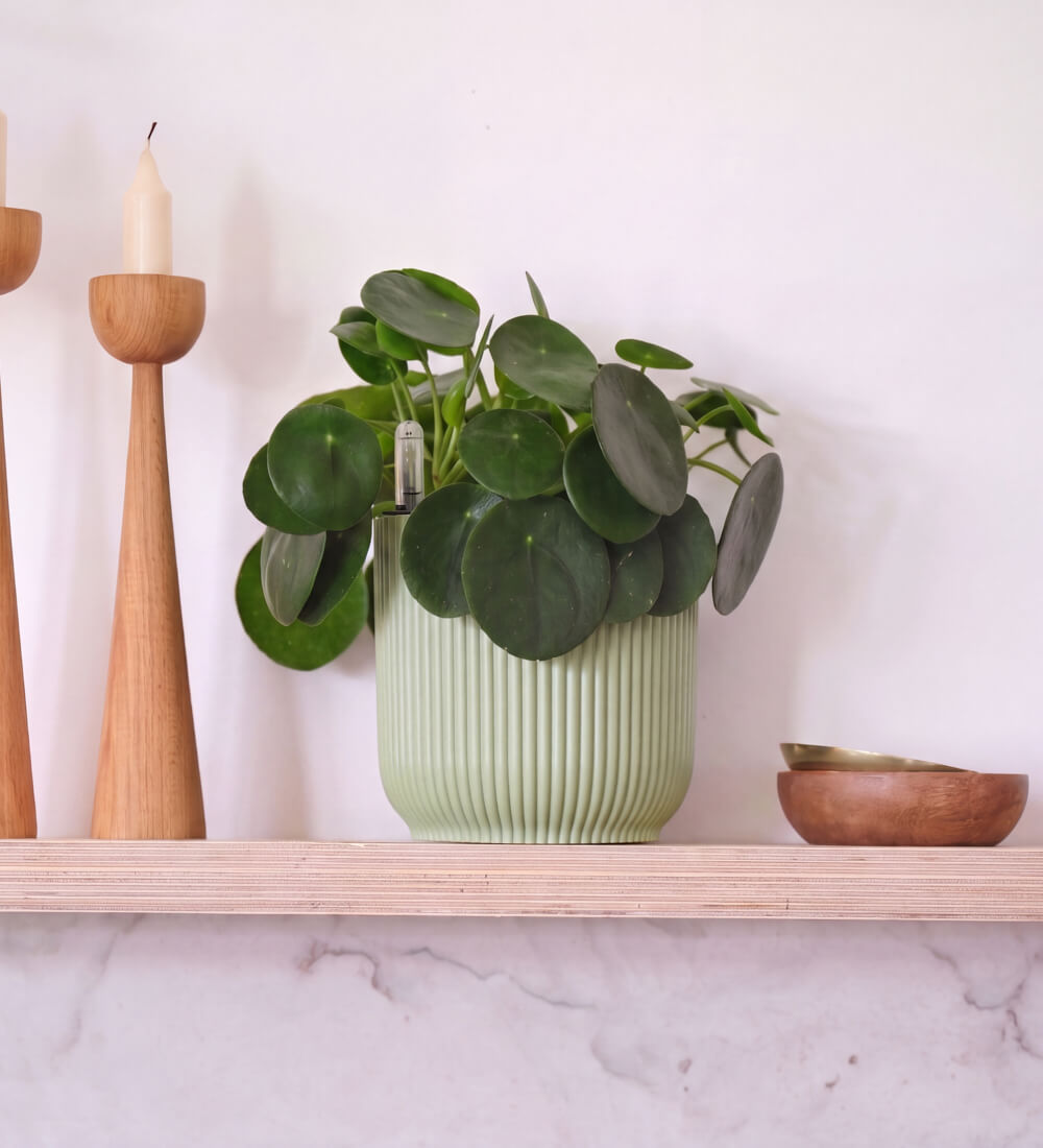 Chinese Money Plant in Self-watering Pot