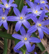 Chionodoxa Luciliae Bulbs