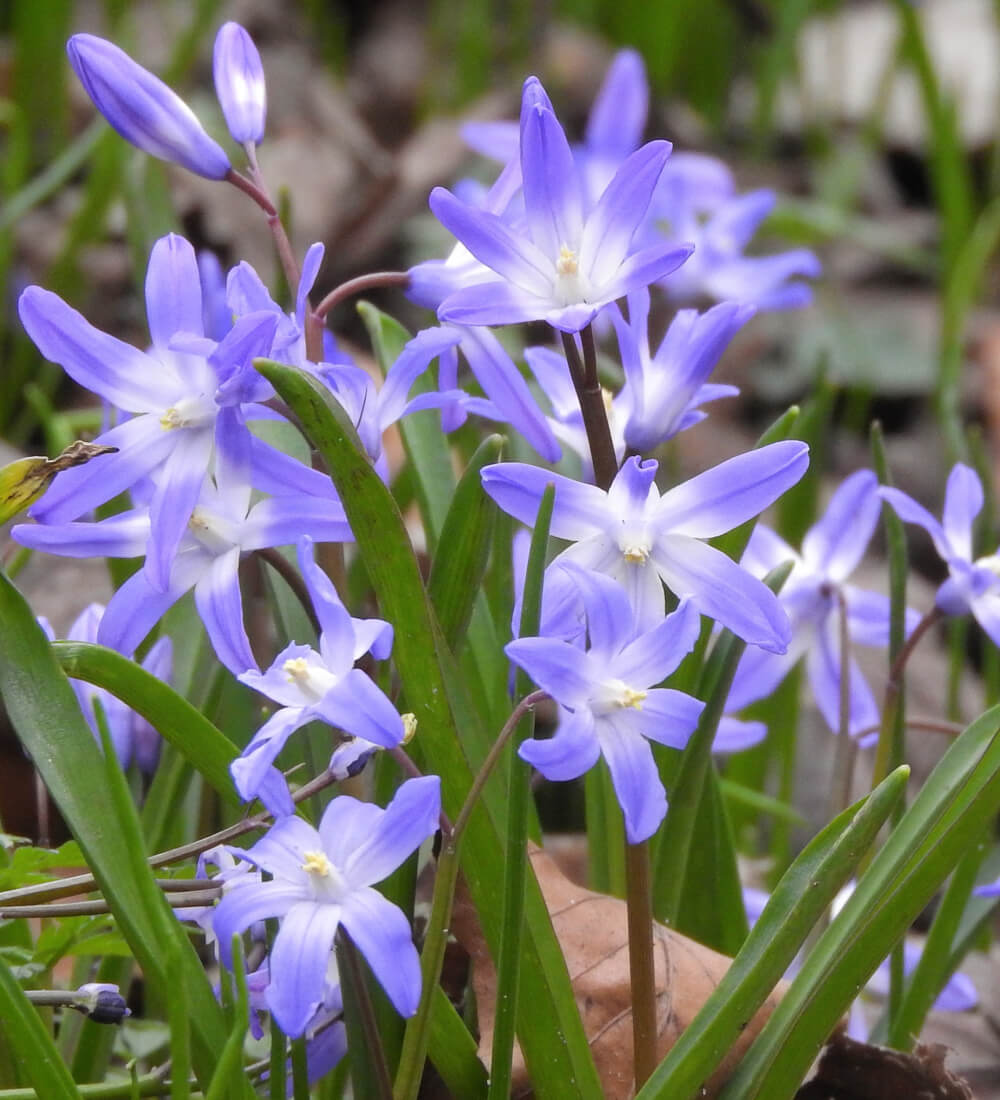 Glory-of-the-Snow Bulbs