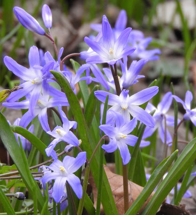 Glory-of-the-Snow Bulbs