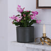Pink Christmas Cactus & Pot