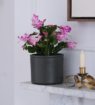 Pink Christmas Cactus & Pot