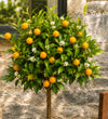 Orange Tree