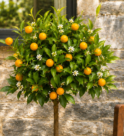 Orange Tree