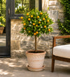 Orange Tree