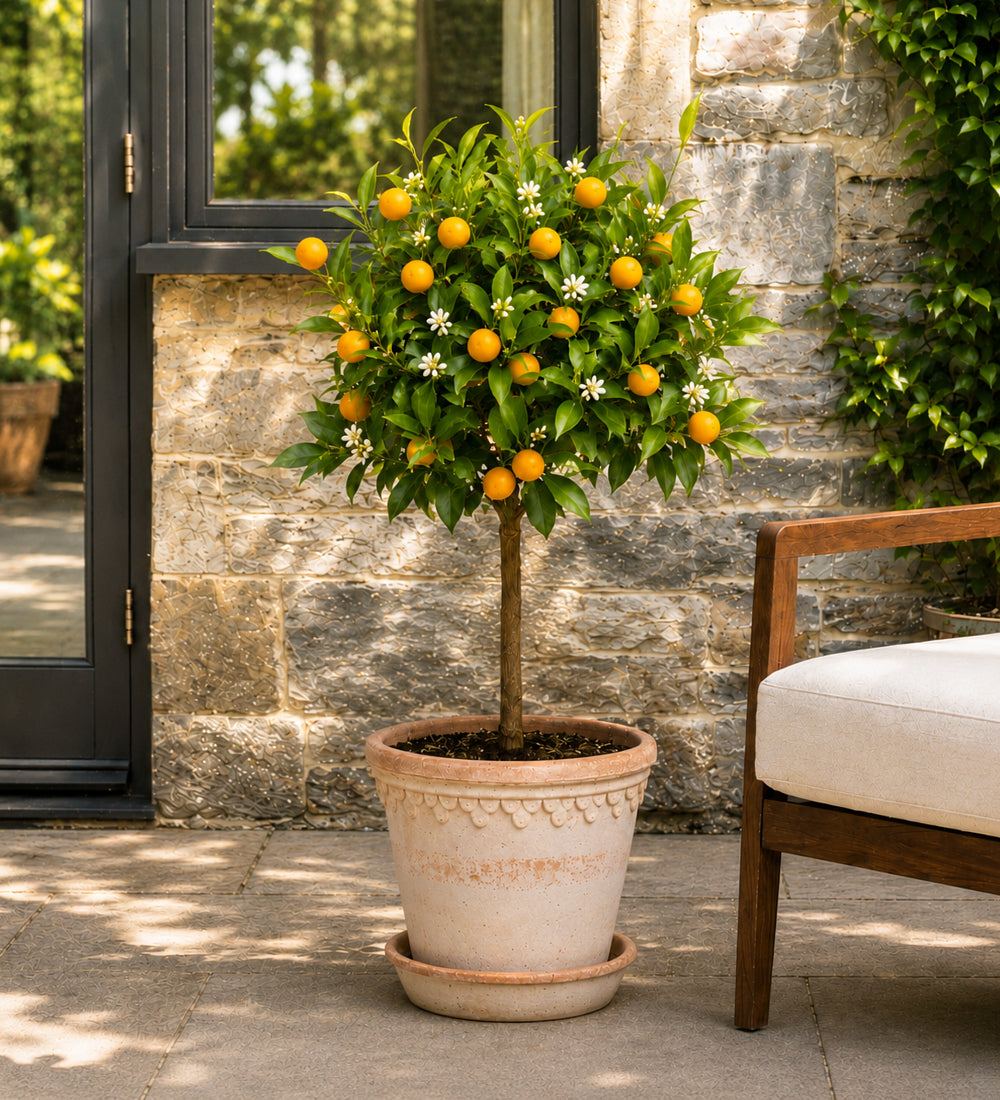Orange Tree