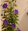 Clematis Polish Spirit