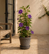 Clematis Polish Spirit