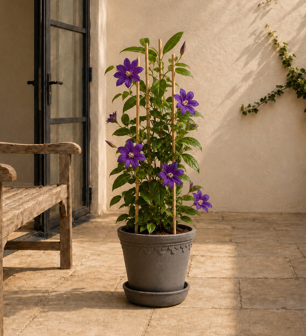 Clematis Polish Spirit