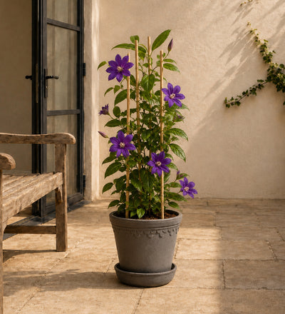 Clematis Polish Spirit