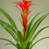 Pet Friendly Houseplant Subscription