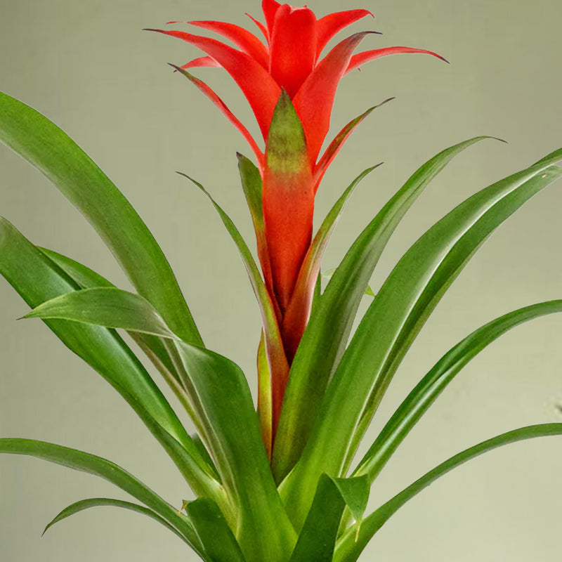 Pet Friendly Houseplant Subscription