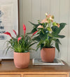 Flowering Pair