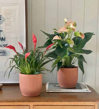 Flowering Pair